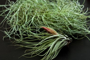 Tillansia