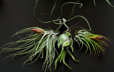 Tillansia
