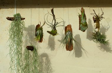 Tillansia