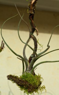 Tillansia