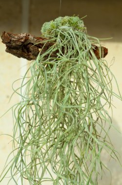 Tillansia