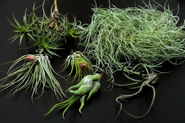 Tillansia — Φωτογραφία Αρχείου