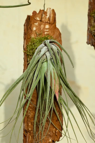 Tillansia — Stock Photo, Image