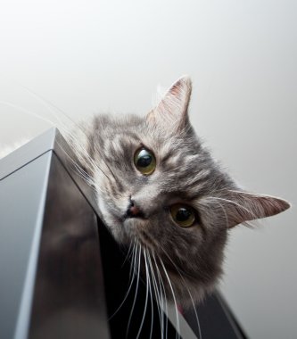 dolap ve kontrol durumu döşeme gri siberian kedi