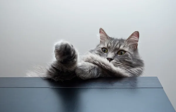 Grey siberian cat laying on cupboard — Stock Photo, Image