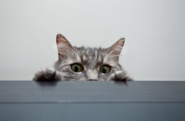 dolap ve kontrol durumu döşeme gri siberian kedi