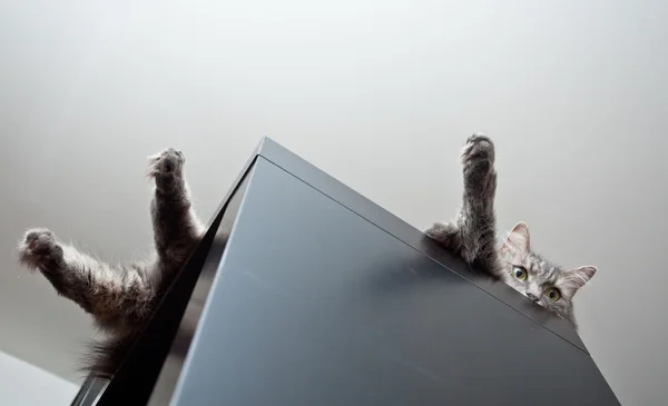 Серый сибирский кот лежит на шкафу — стоковое фото