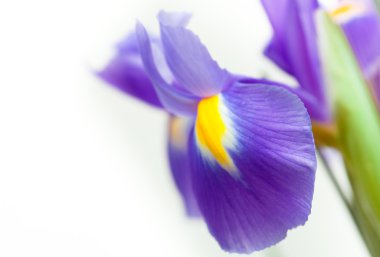 Sarı Menekşe iris blueflag çiçek