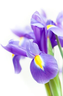 Sarı Menekşe iris blueflag çiçek