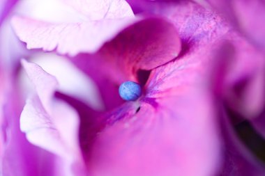 mor pembe ortanca çiçekleri