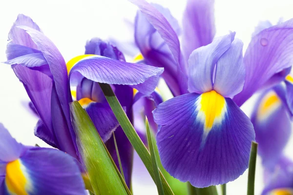 Fiore di iris viola giallo bandiera blu — Foto Stock