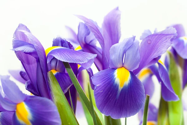 Fiore di iris viola giallo bandiera blu — Foto Stock