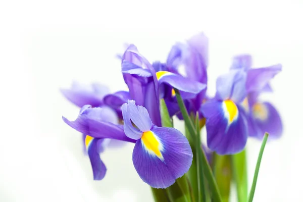 Fiore di iris viola giallo bandiera blu — Foto Stock