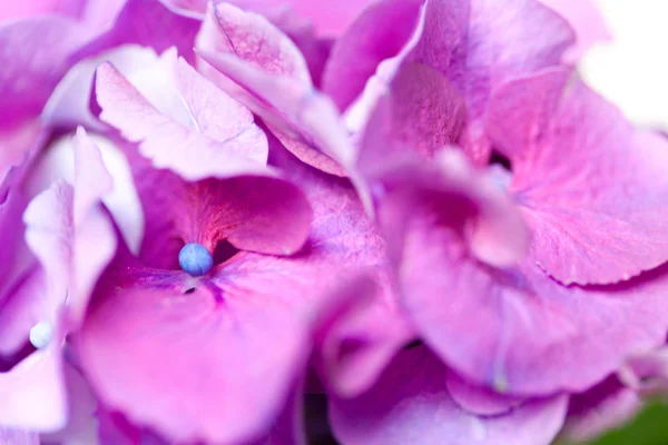 Βιολετί Ορτανσία ροζ λουλούδια — Φωτογραφία Αρχείου