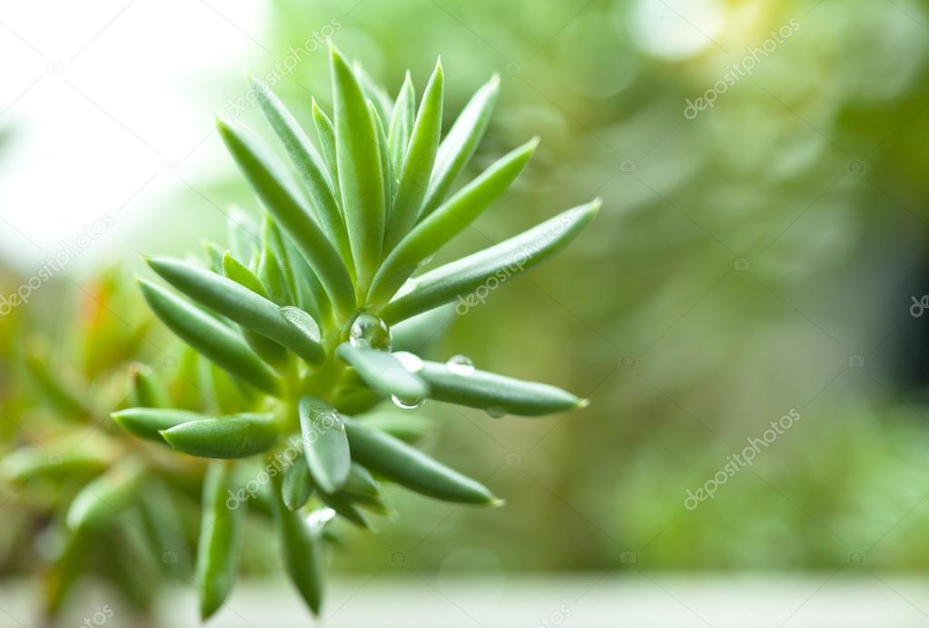 Sedum, crassula, stonecrop, acre, green plant