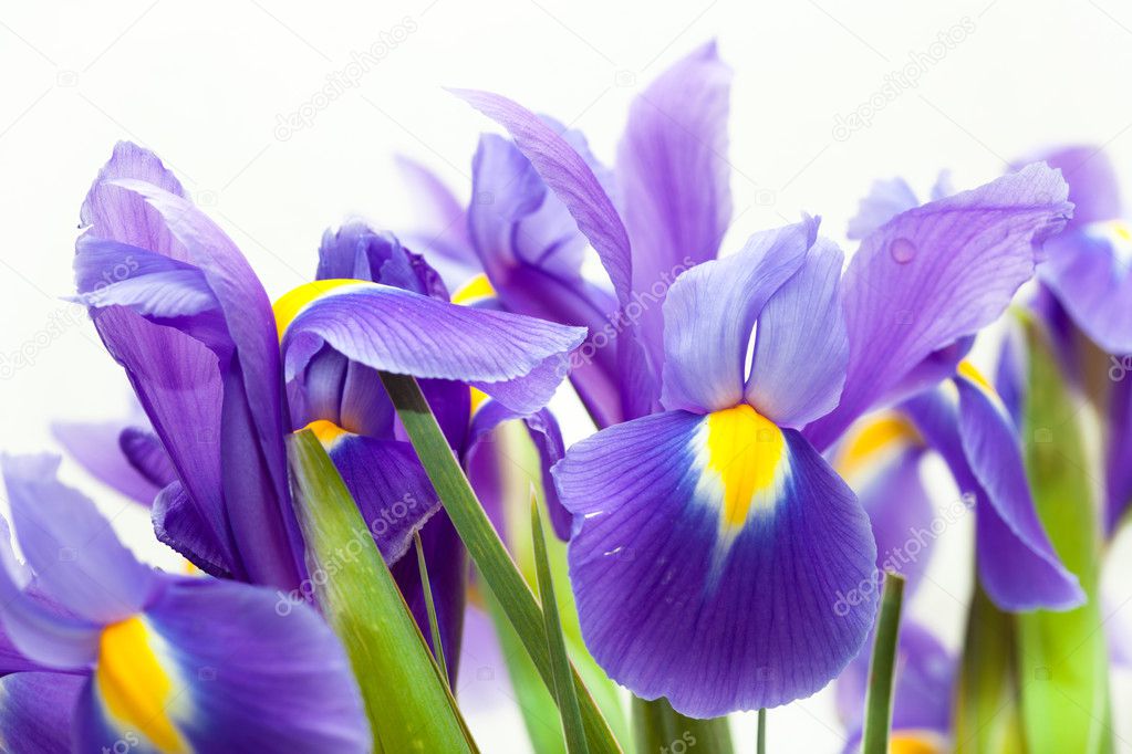 Violet yellow iris blueflag flower