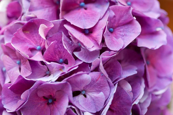 Fleurs d'hortensia rose violette — Photo