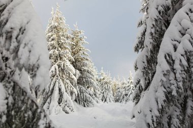 Kar ve şekerle dolu kış ormanı
