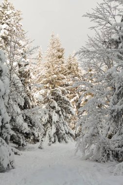 Kar ve şekerle dolu kış ormanı