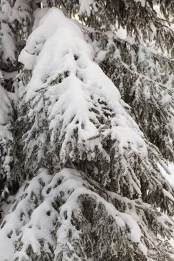 Kar ve şekerle dolu kış ormanı