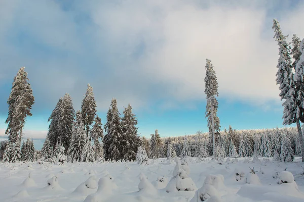 Bosque Invierno Lleno Nieve Glaseado Día Con Luz Solar —  Fotos de Stock