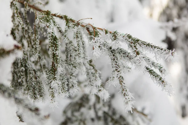 Bosque de invierno lleno de nieve y glaseado —  Fotos de Stock
