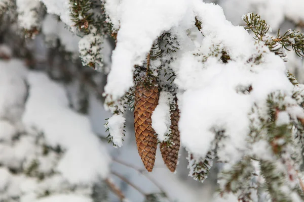 Winterwald voller Schnee und Zuckerguss — Stockfoto