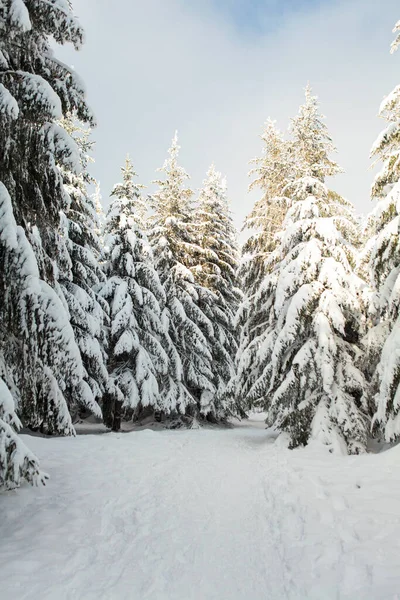 Foresta invernale piena di neve e glassa — Foto Stock