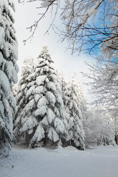 Winter forest full in snow and frosting — Stock Photo, Image