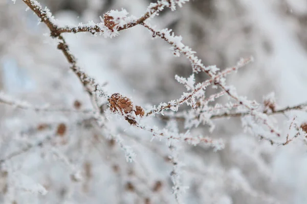 Vinterskog full av snö och glasyr — Stockfoto