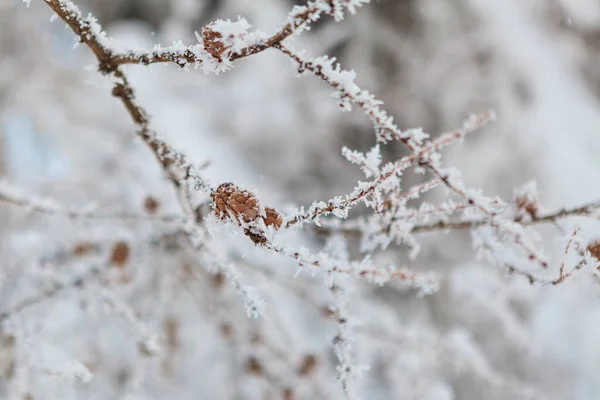 Winter forest full in snow and frosting — Stock Photo, Image