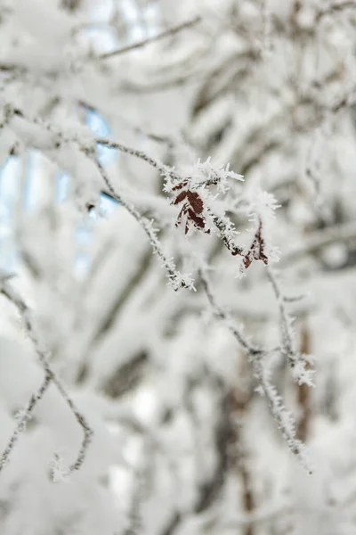 Bosque de invierno lleno de nieve y glaseado — Foto de Stock