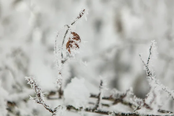 Bosque de invierno lleno de nieve y glaseado — Foto de Stock