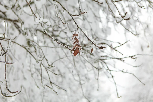 Bosque de invierno lleno de nieve y glaseado — Foto de Stock