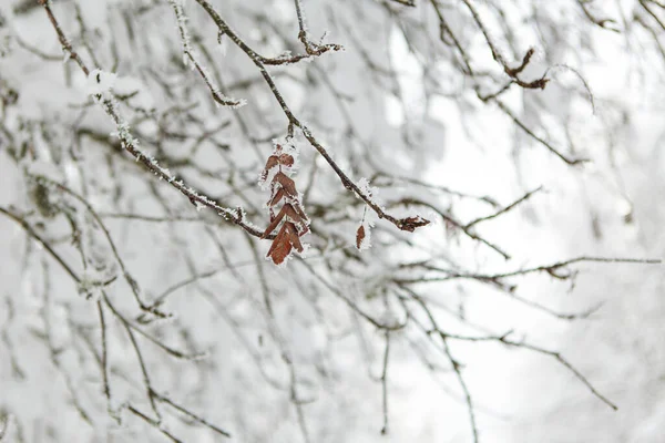 Vinterskog full av snö och glasyr — Stockfoto