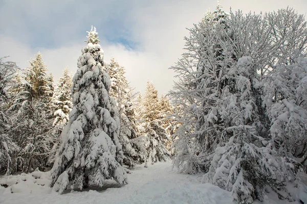 Bosque de invierno lleno de nieve y glaseado —  Fotos de Stock