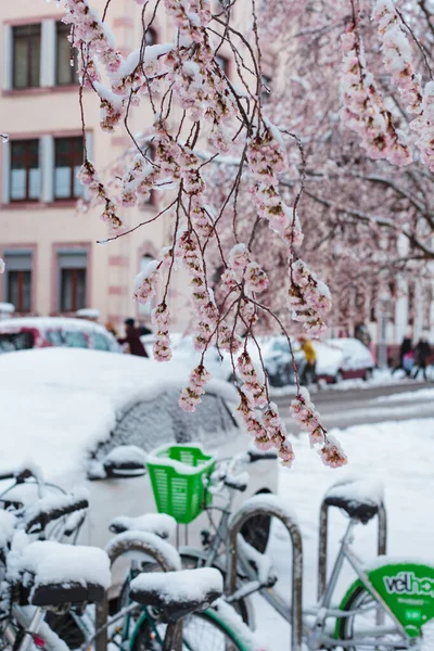 Straßburg Und Velo Schnee Wintermorgen — Stockfoto