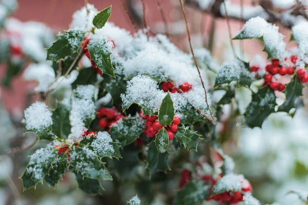 Holly Padub Ilex Aquifolium Pod Śniegiem Strasburg — Zdjęcie stockowe