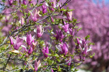 Botanik Bahçesi 'nde bahar mevsiminde Manolya Liflorası Paris
