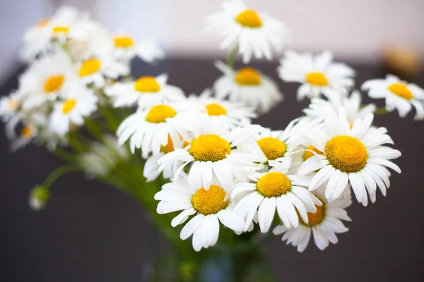 Leucântemo flores margarida por hélio em borrão — Fotografia de Stock