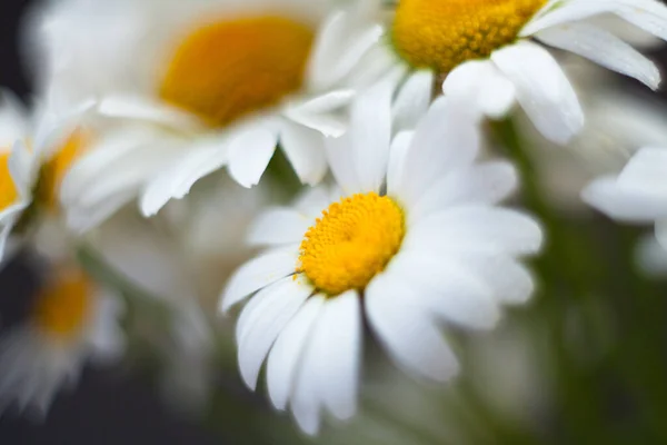 Leucantemo flores de margarita por helios en desenfoque —  Fotos de Stock