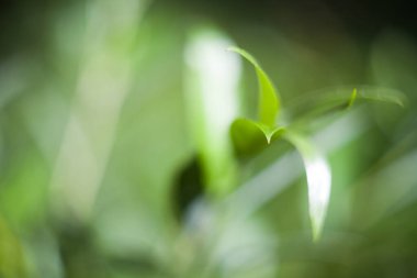 Helios 'tan yeşil çimen bitkisi. Sıcak güneş alan bulanık arazi.