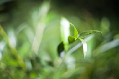 Helios 'tan yeşil çimen bitkisi. Sıcak güneş alan bulanık arazi.