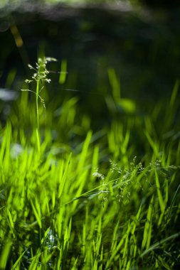 Poa! Helios 'tan yeşil çimen bitkisi. Sıcak güneş alan bulanık arazi.