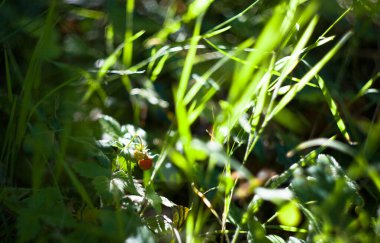 Poa! Helios 'tan yeşil çimen bitkisi. Sıcak güneş alan bulanık arazi.
