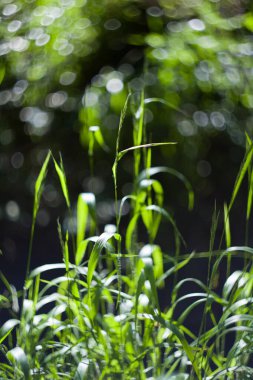 Poa! Helios 'tan yeşil çimen bitkisi. Sıcak güneş alan bulanık arazi.