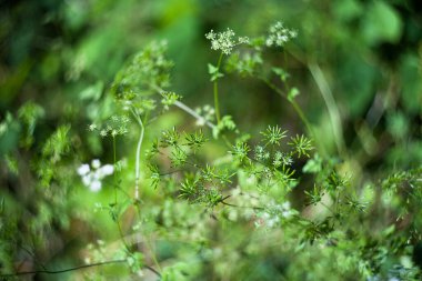 Chaerophyllum yeşil çimen bitkisi sıcak güneşli tarlada