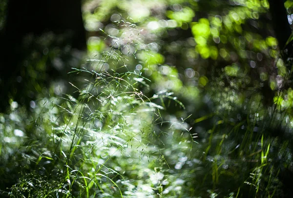 Зелена Трава Геліос Розмиттям Полі Гарячим Сонцем — стокове фото