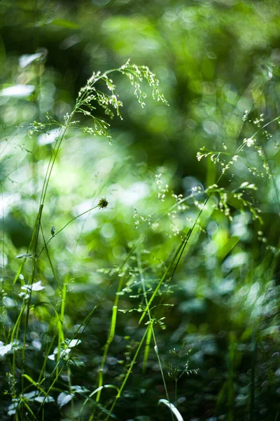 Poa Hierba Verde Helios Con Desenfoque Campo Con Sol Caliente —  Fotos de Stock