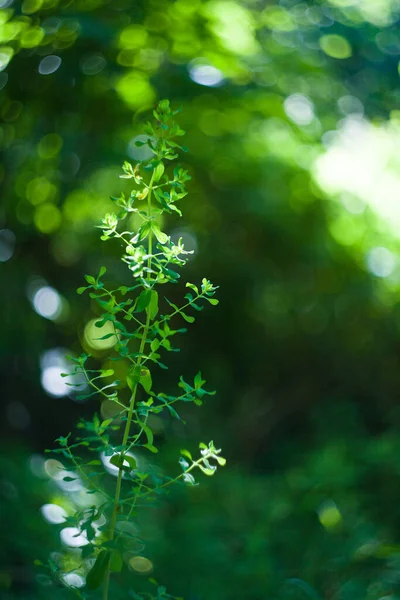 Erva Grama Verde Por Hélio Com Borrão Campo Com Sol — Fotografia de Stock